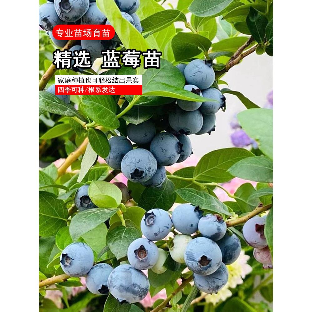 蓝莓苗树果四季庭院盆栽地