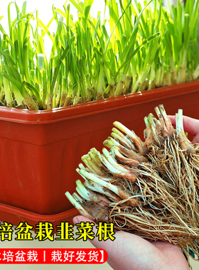 红根宽叶韭菜根种子紫色红色紫根根苗种籽子根食用四季盆栽苗籽种