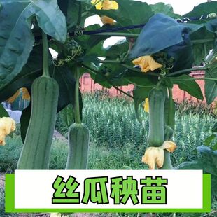 肉丝瓜苗子种苗秧苗孑子菜苗幼苗蔬菜白四季苗秧盆栽带土老品种香
