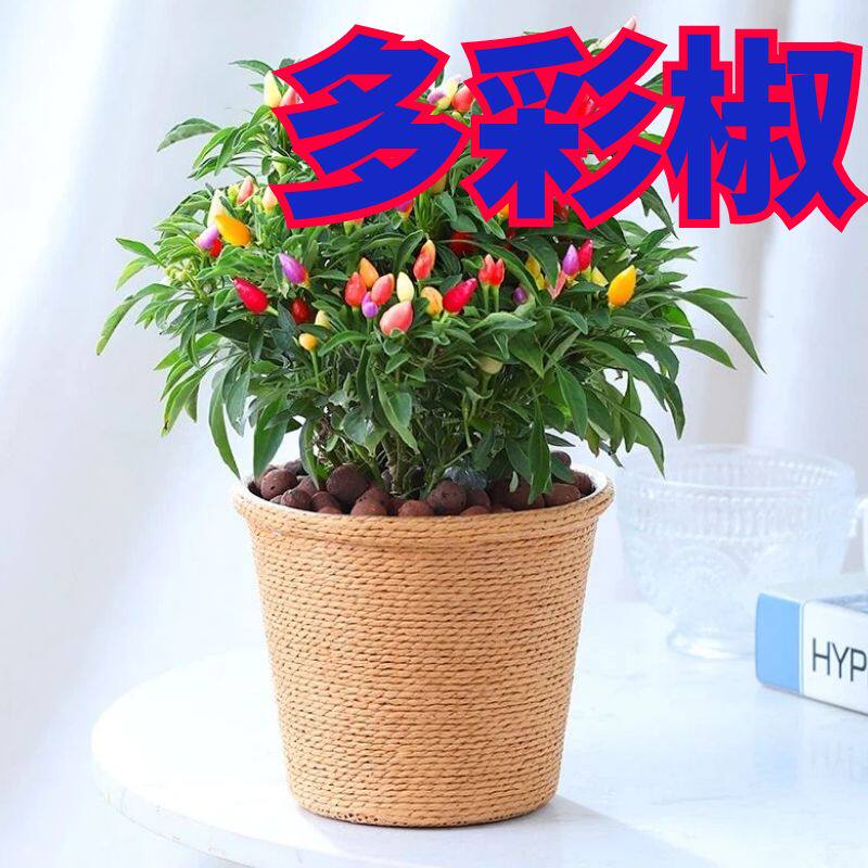 多彩椒苗子多彩椒秧苗四季蔬菜苗