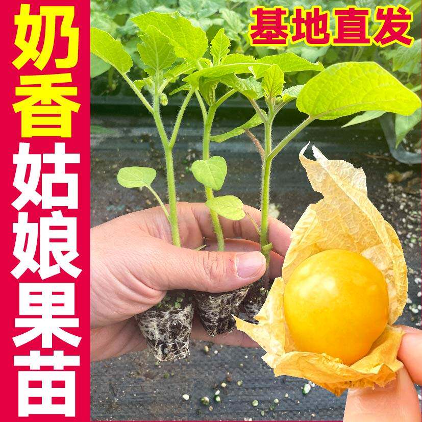 超甜奶香姑娘果苗秧带土球