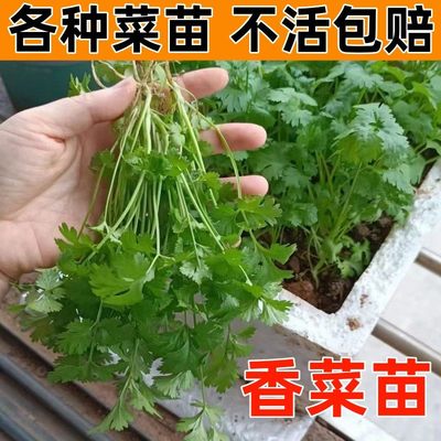 香菜秧苗蔬大全庭院阳台种