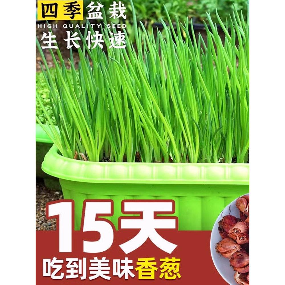 四季火葱头种小香子川红苗