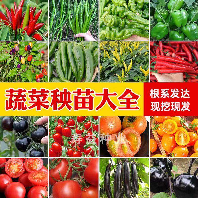 蔬菜苗各种秧辣椒西红柿瓜