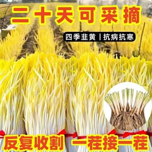 现挖韭黄根秧苗四季黄韭蔬菜苗四季根阳台盆栽南方北方种韭菜根苗