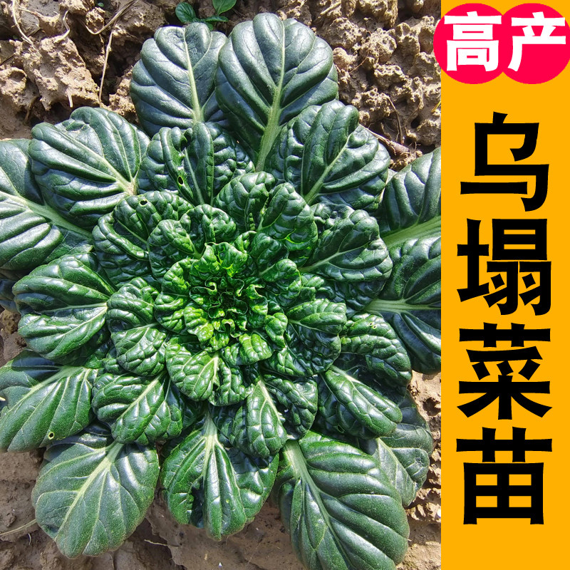 乌塌菜苗子特耐寒越冬蔬