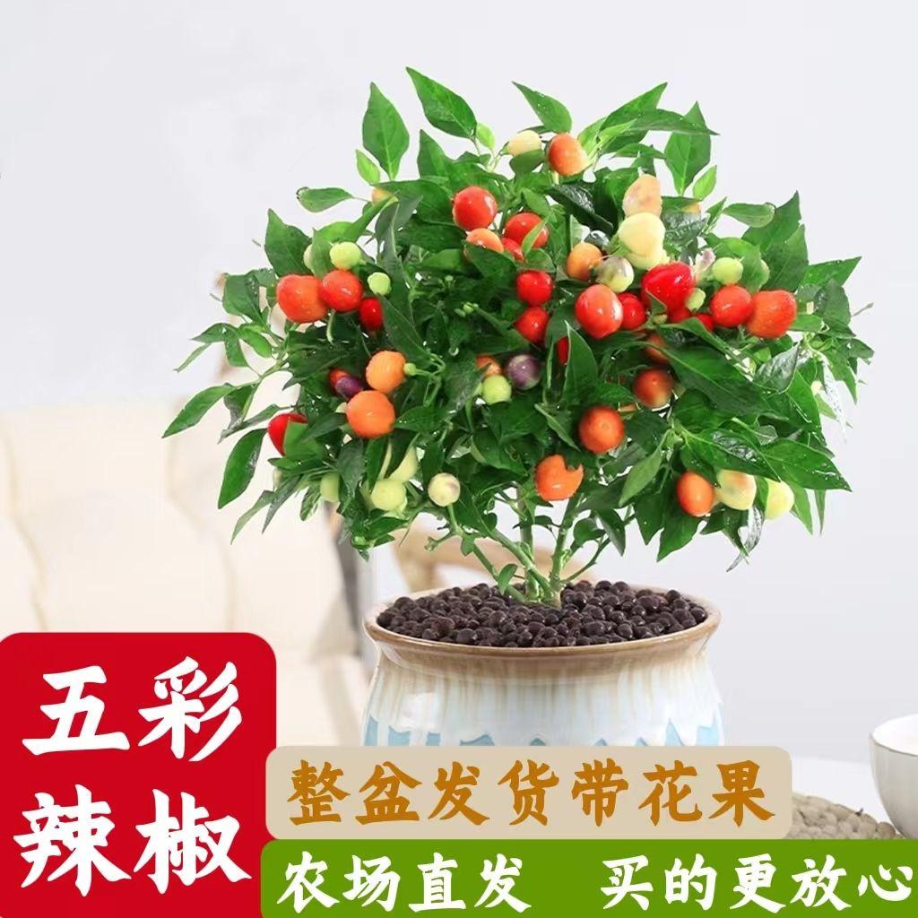 五彩椒辣苗盆栽带果可食用