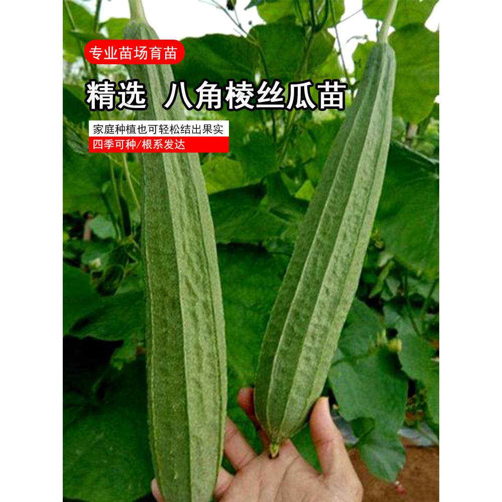 棱丝瓜苗子种超长秧八春季