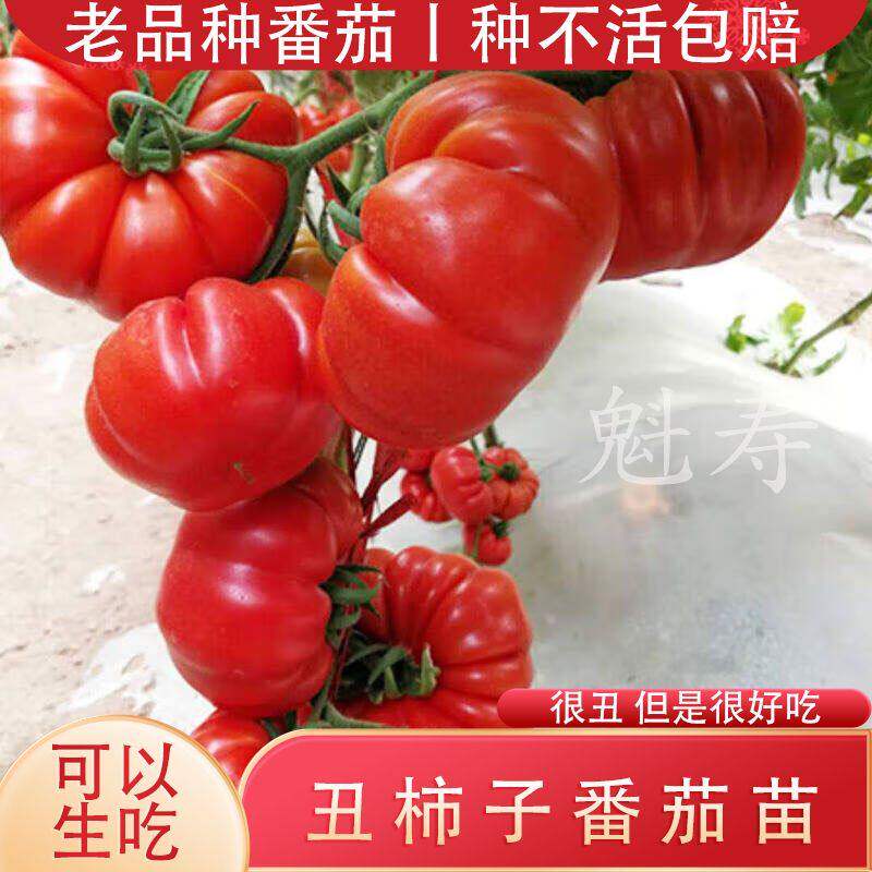 老品种牛排番茄秧苗马蹄子
