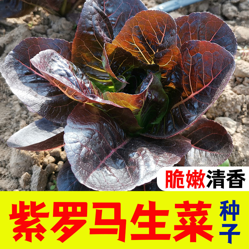 紫罗马生菜秧苗带土球红皱