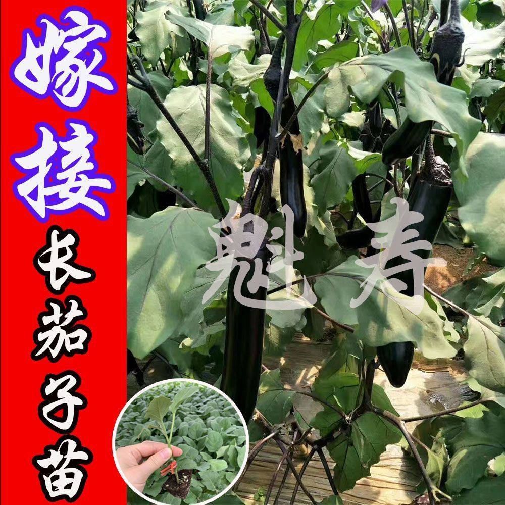 嫁接茄子种苗蔬菜四季秧圆