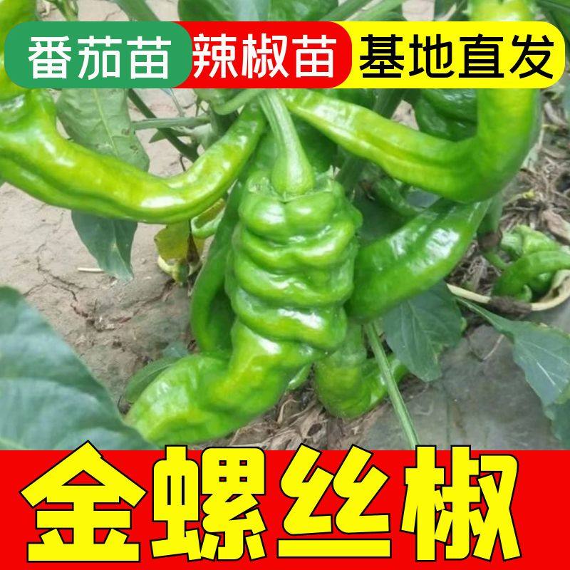 金螺丝椒辣椒苗高产香辣特大辣椒苗螺丝椒薄皮南方盆栽蔬菜苗秧