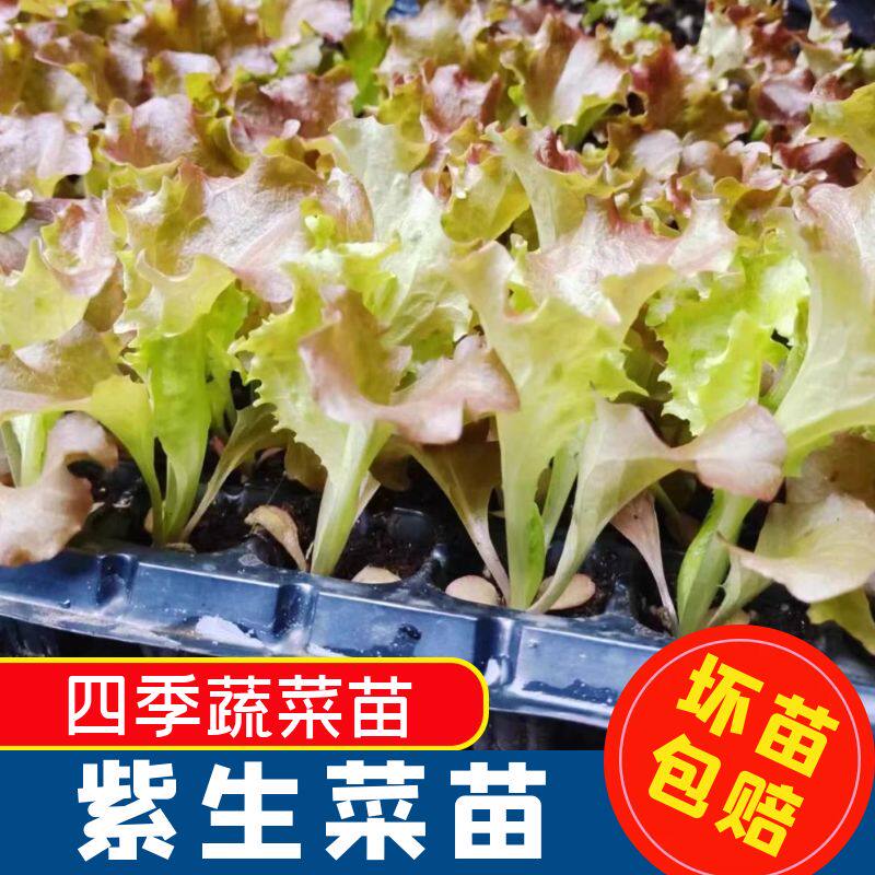 紫奶油生菜秧苗种子带土球紫叶奶油种子四季阳台秧可食用苗新鲜