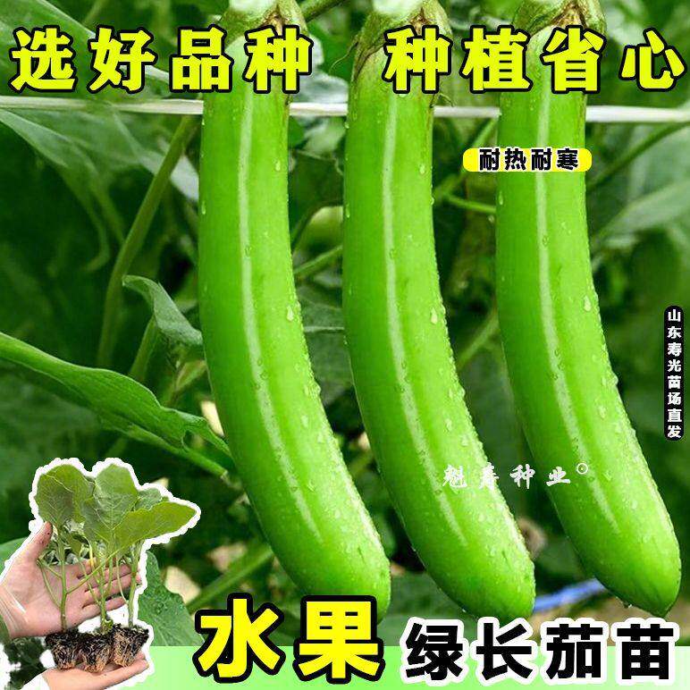 四季生吃水果绿长茄苗秧带土球青皮白皮紫黑皮茄子种子盆栽寿光苗