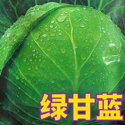 绿甘蓝苗子绿甘蓝秧苗四季蔬菜苗