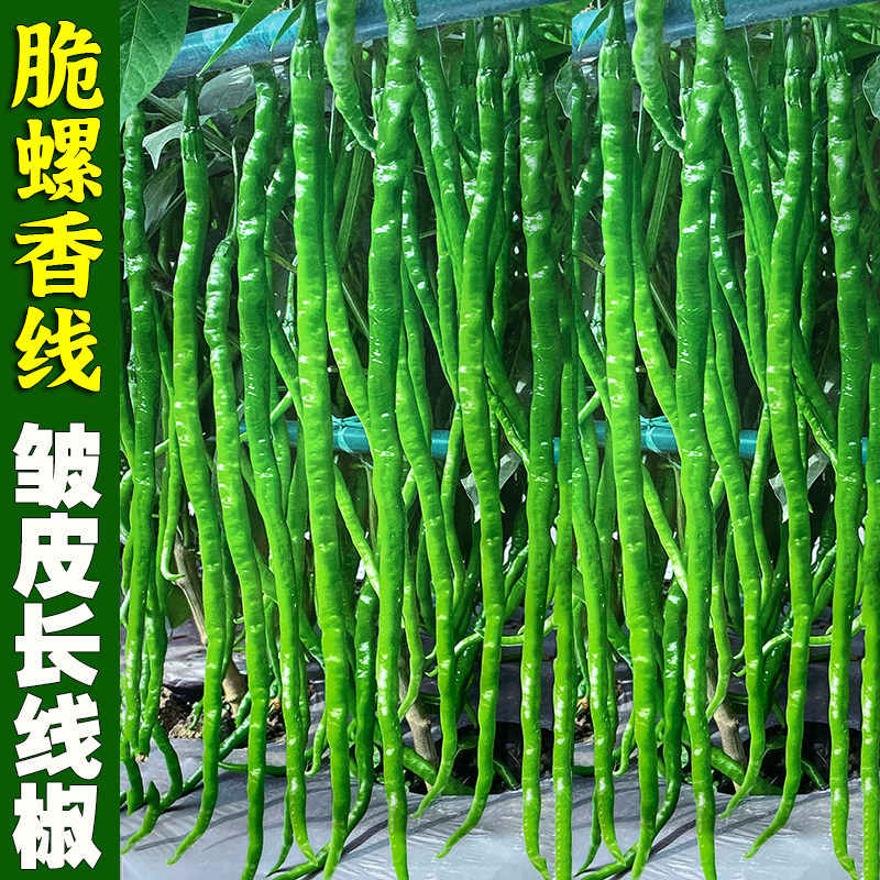 螺丝线椒种子农家基地苗大