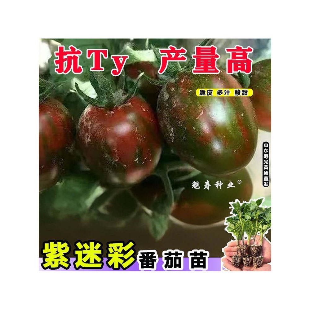 超甜迷彩小番茄苗秧四季盆