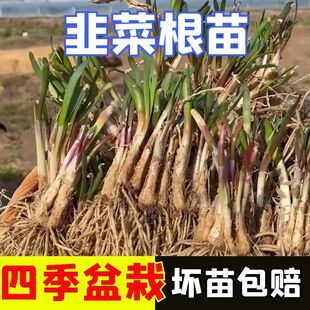 791白根韭菜根宽叶不休眠韭菜苗四季阳台盆栽韭菜大叶韭菜苗子