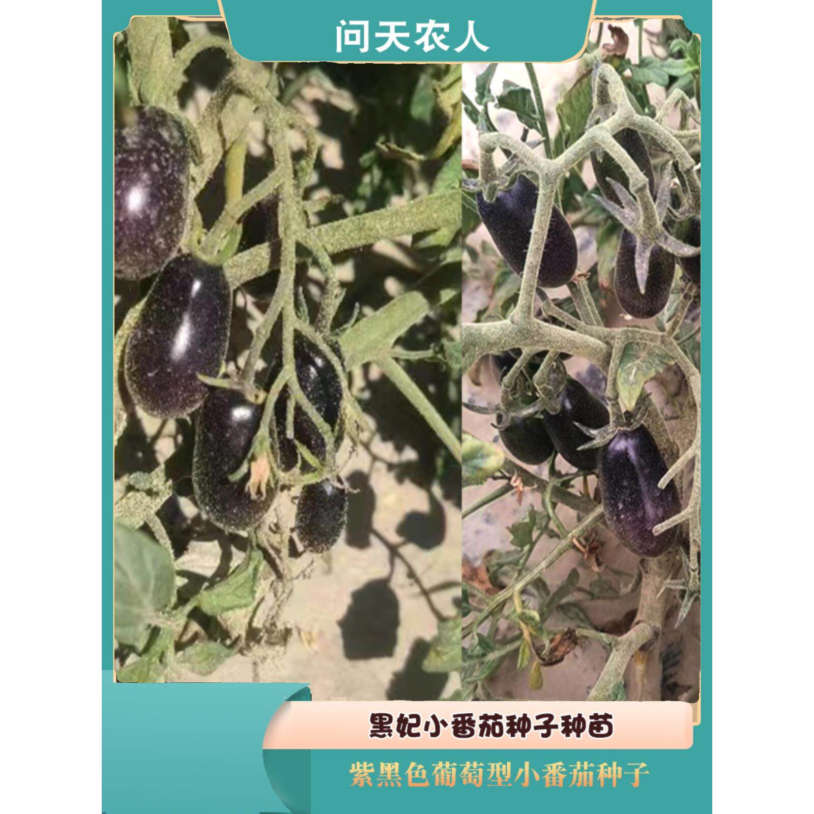 传家宝花青素型蔬菜黑妃椭