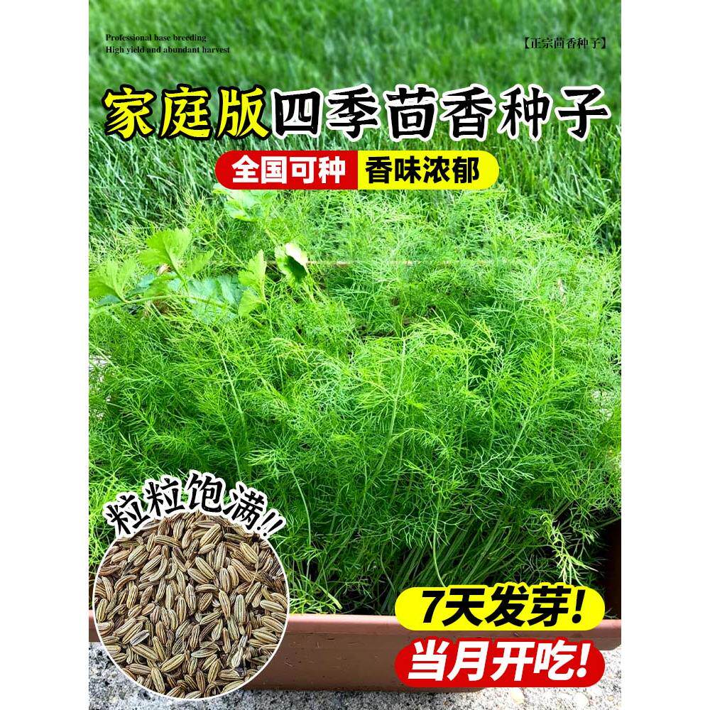 茴香菜种籽大全四季蔬子孑