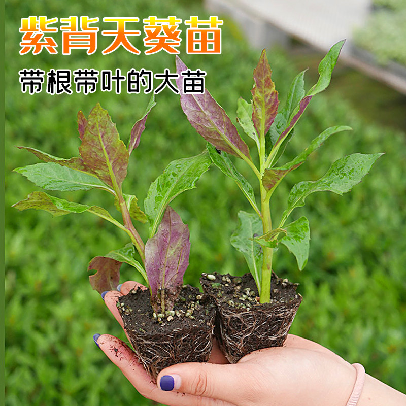 紫背天葵苗红菜血皮种子观