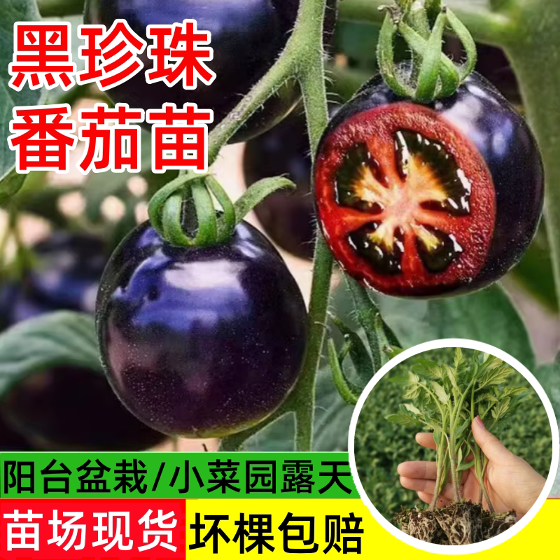 黑珍珠番茄苗秧紫红圣女果