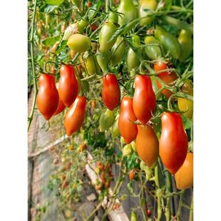 花生柿子番茄种子种籽苗秧小西红柿孑四季秧苗菜苗圣女果苗蕃茄树