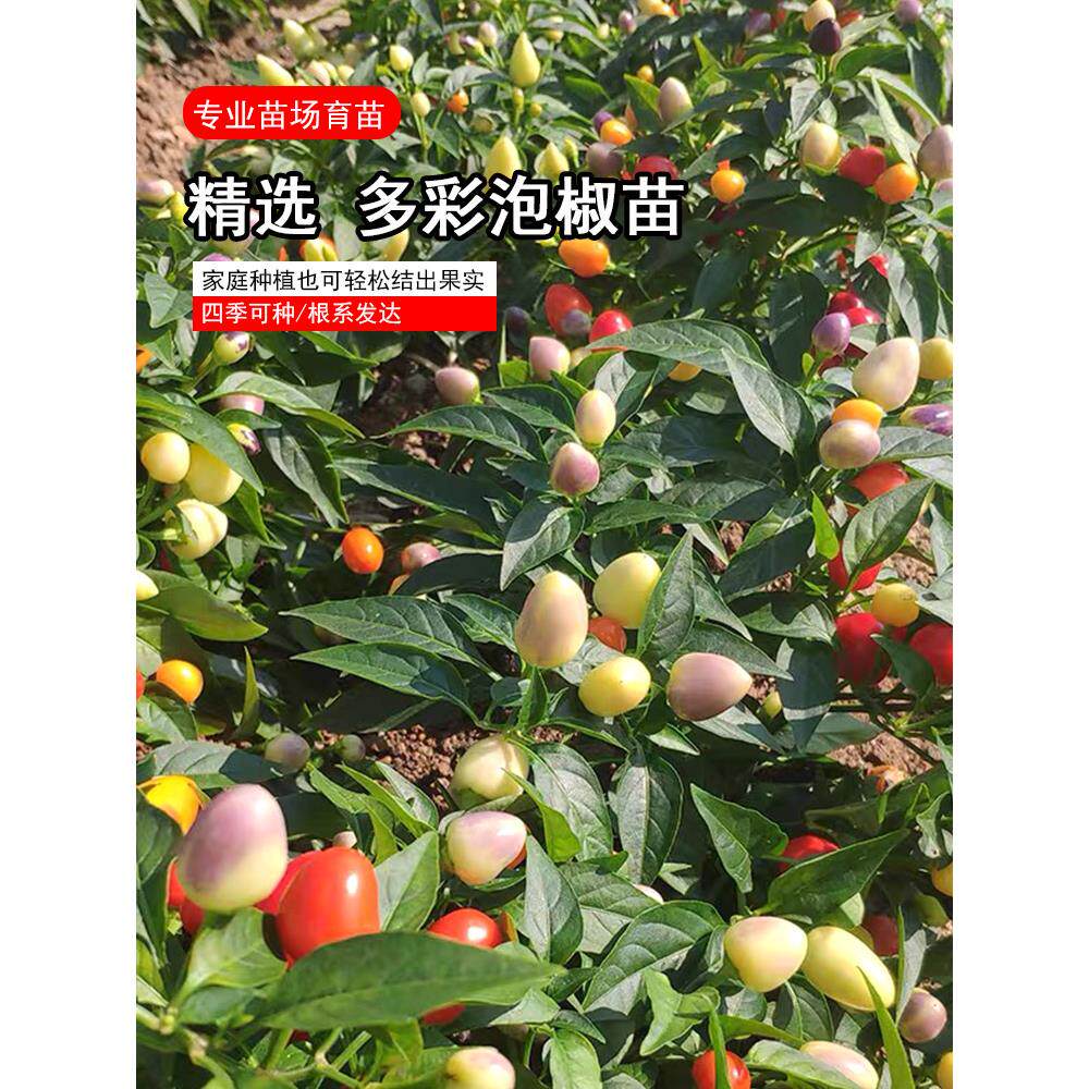 多彩泡椒苗种籽孑观赏青红