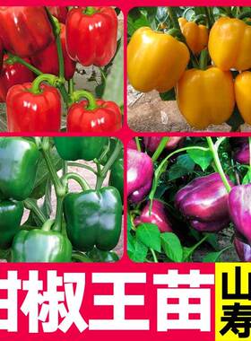 特大五彩甜椒王苗秧带土球红黄绿紫色方椒太空椒辣椒种子四季盆栽