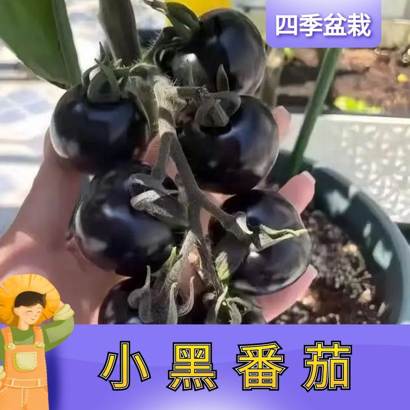 黑珍珠番茄苗樱桃小番茄秧苗圣女果幼苗四季阳台盆栽水果西红柿苗