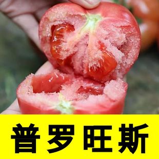 番茄苗子种苗孑苗普罗旺斯西红柿四季蔬菜水果菜苗秧大全菜苗秧苗