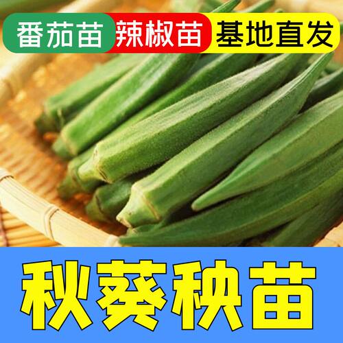 黄秋葵苗子黄秋葵秧苗四季蔬菜苗
