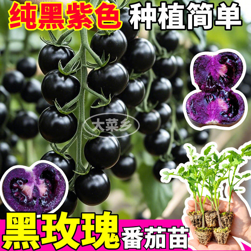 山东寿光黑玫瑰番茄苗秧清