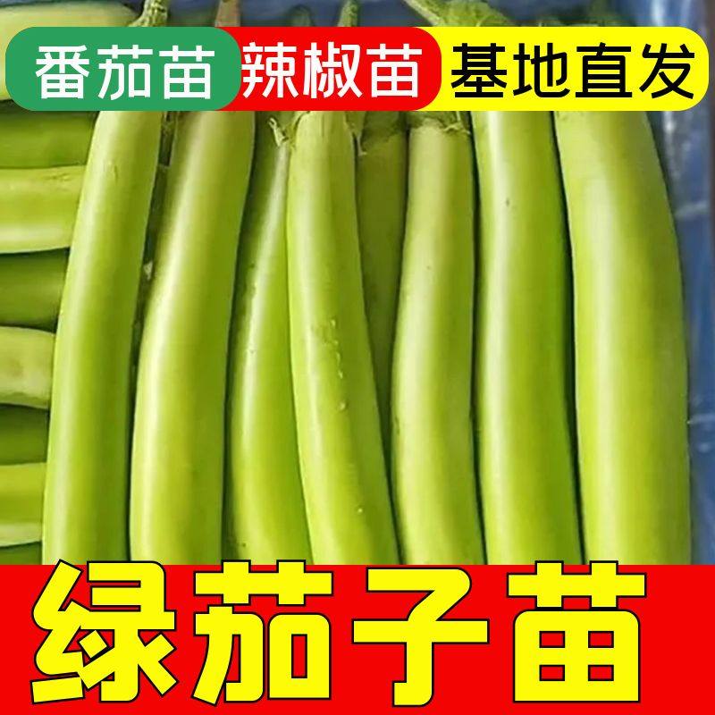 绿长茄子苗青茄子苗绿茄秧苗灯泡茄绿子苗春季大棚露天种植茄子苗