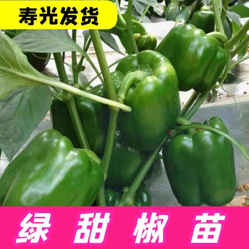 绿圆椒苗辣秧青甜太空树七