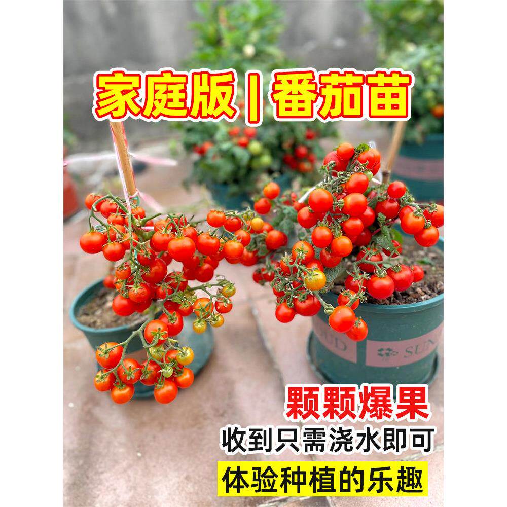番茄苗种子大西红柿籽菜秧