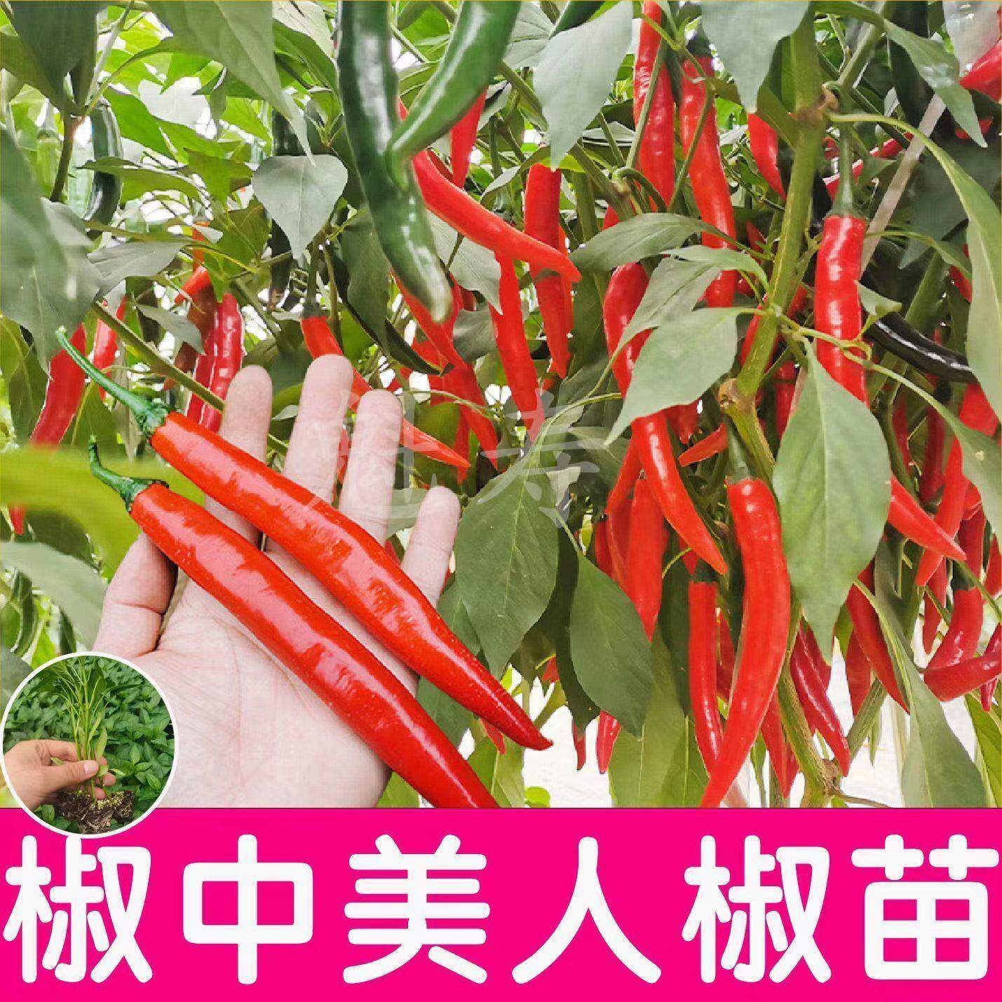 椒中美人香辣特苗秧种子四