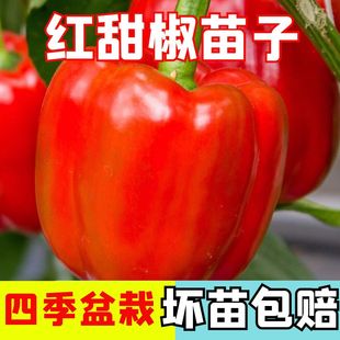 菜椒灯笼椒孑子秧苗 蔬菜彩色红色甜椒苗子苗辣椒种苗阳台秧苗四季