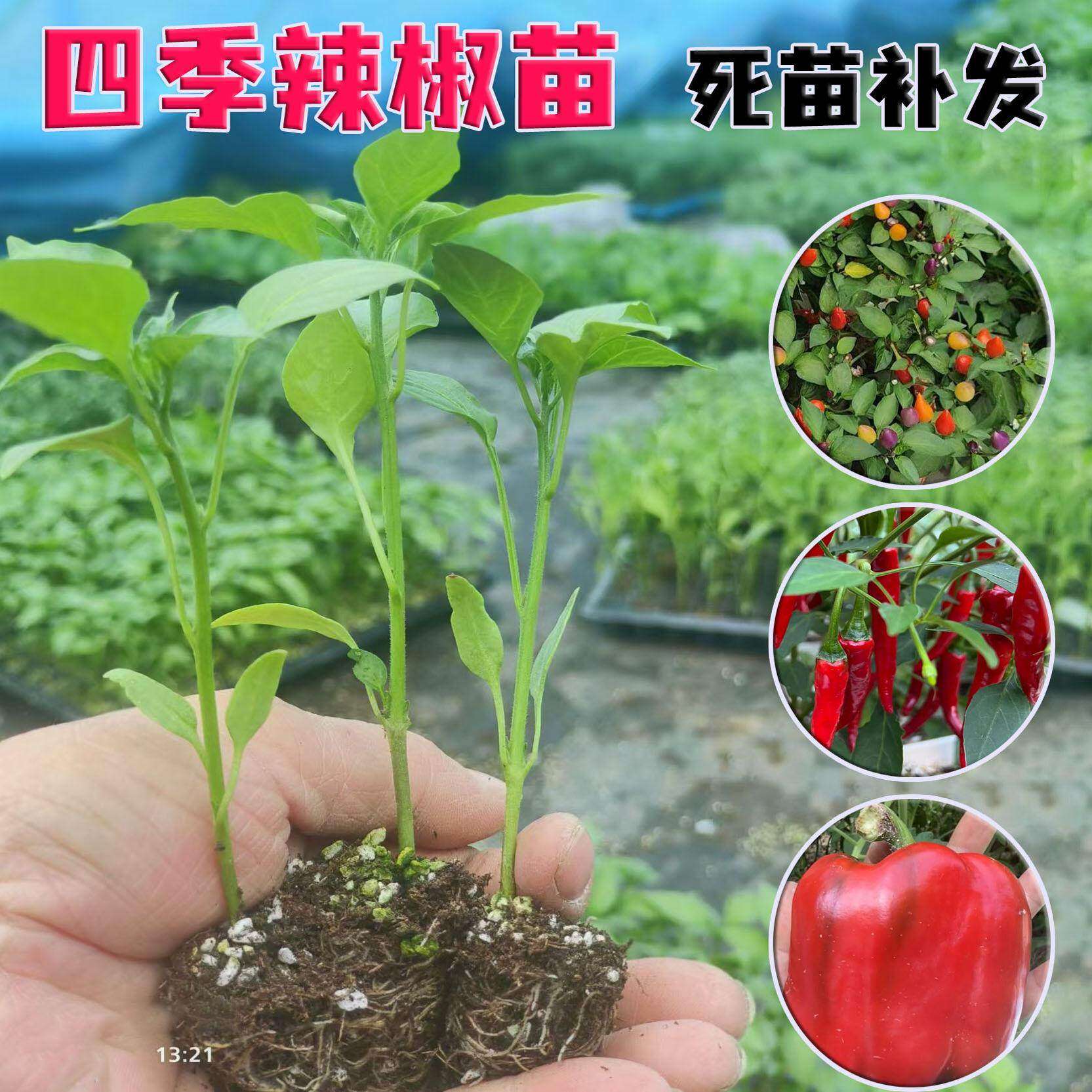 薄皮辣椒苗种子秧皱朝天菜