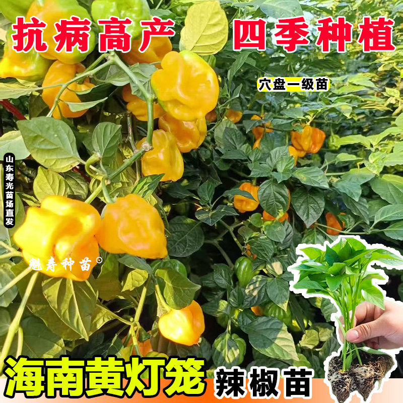 海南黄灯笼辣椒种子苗超