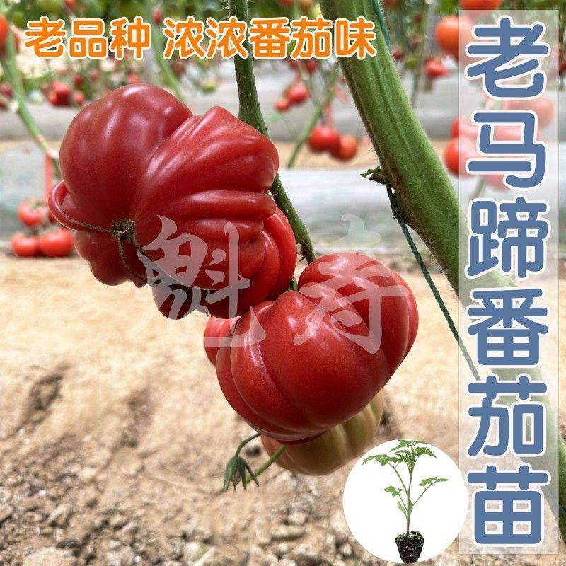 老品种牛排番茄秧苗马蹄子