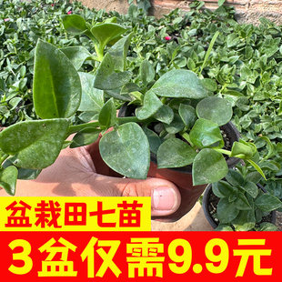 田七盆栽种苗四季种植室内天然营养可食用台栽种正宗田七蔬菜苗
