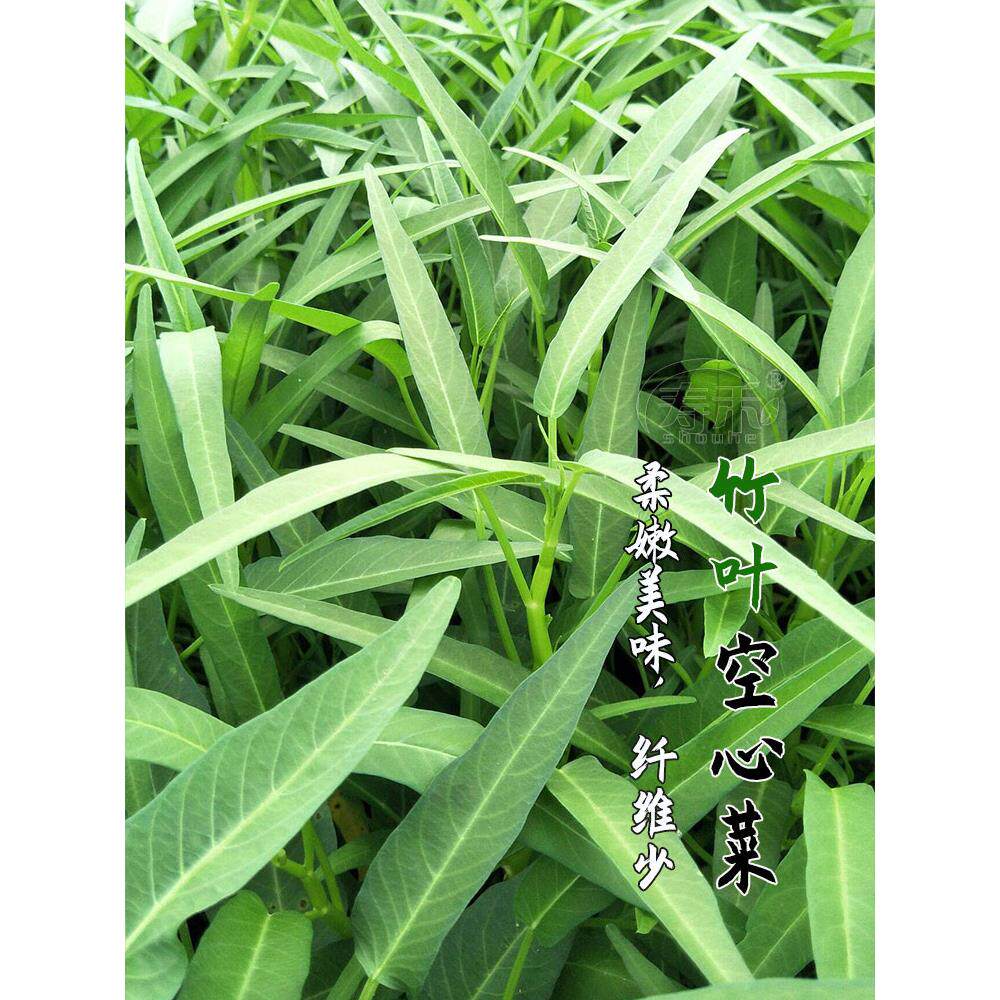 竹叶空心菜种子籽苗四季带
