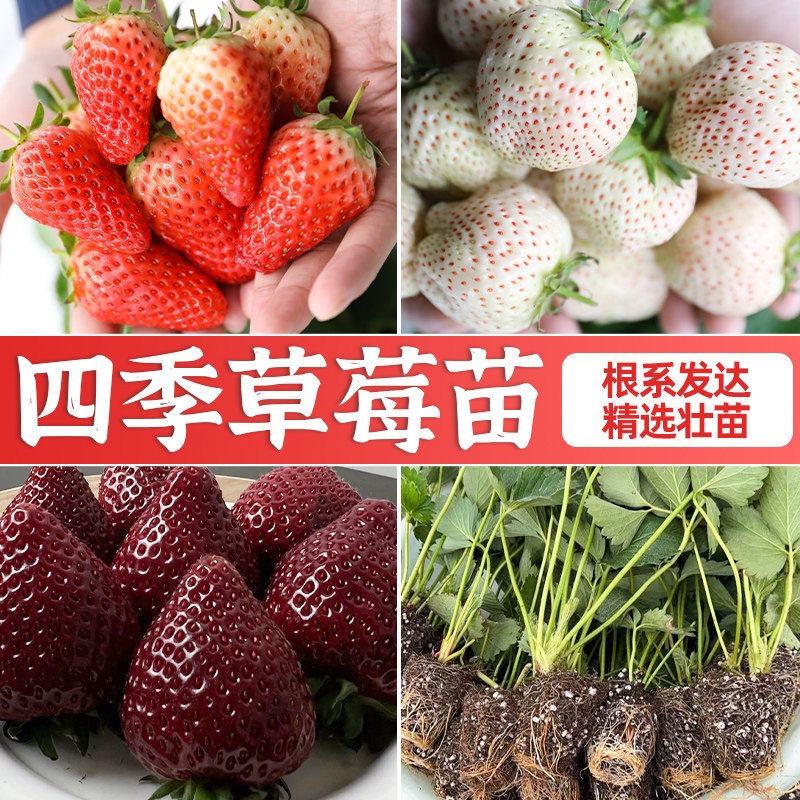 红草莓苗奶油四季结果种植