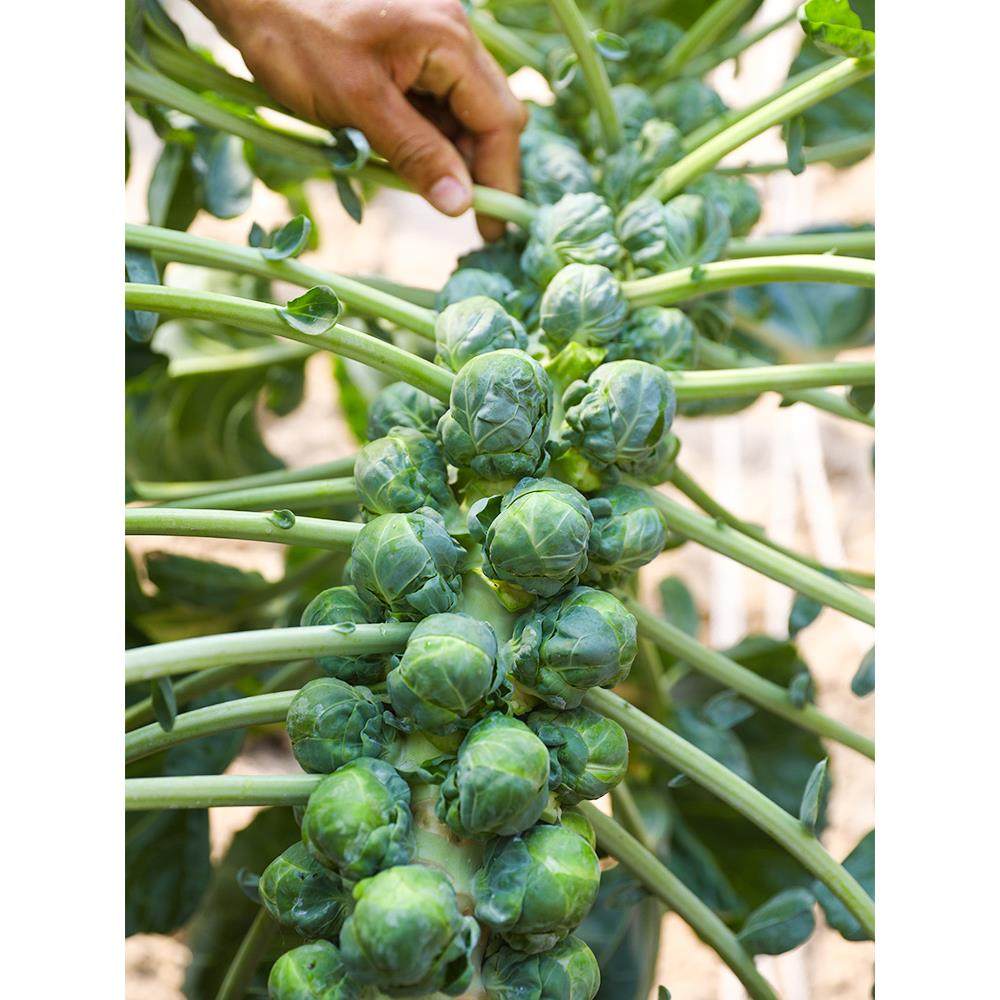 抱子甘蓝孢子甘蓝种子苗蔬菜种籽紫子持小包菜卷心菜包心菜孑菜种