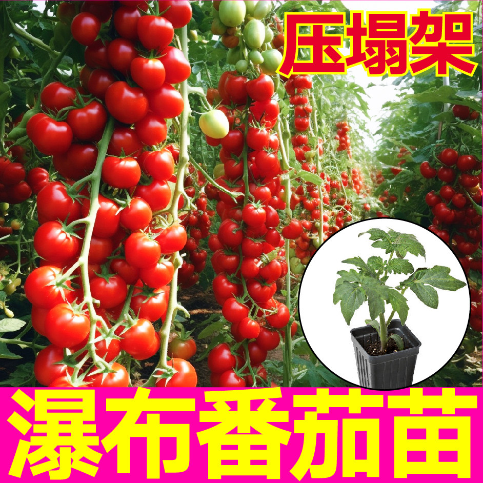 特甜红珍珠瀑布番茄苗秧带