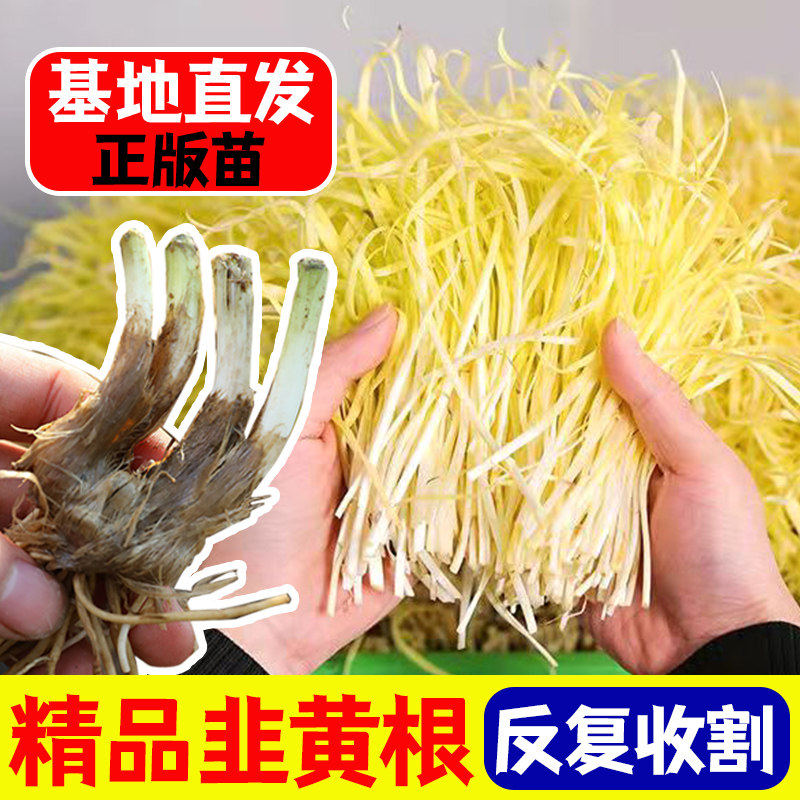 韭黄苗种子籽蔬菜四季根盆