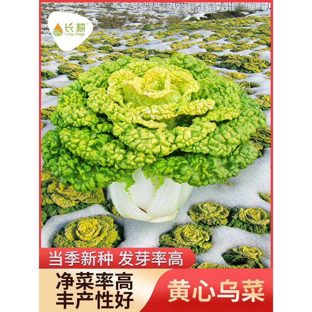 黄心乌菜种子塌孑四季白苗
