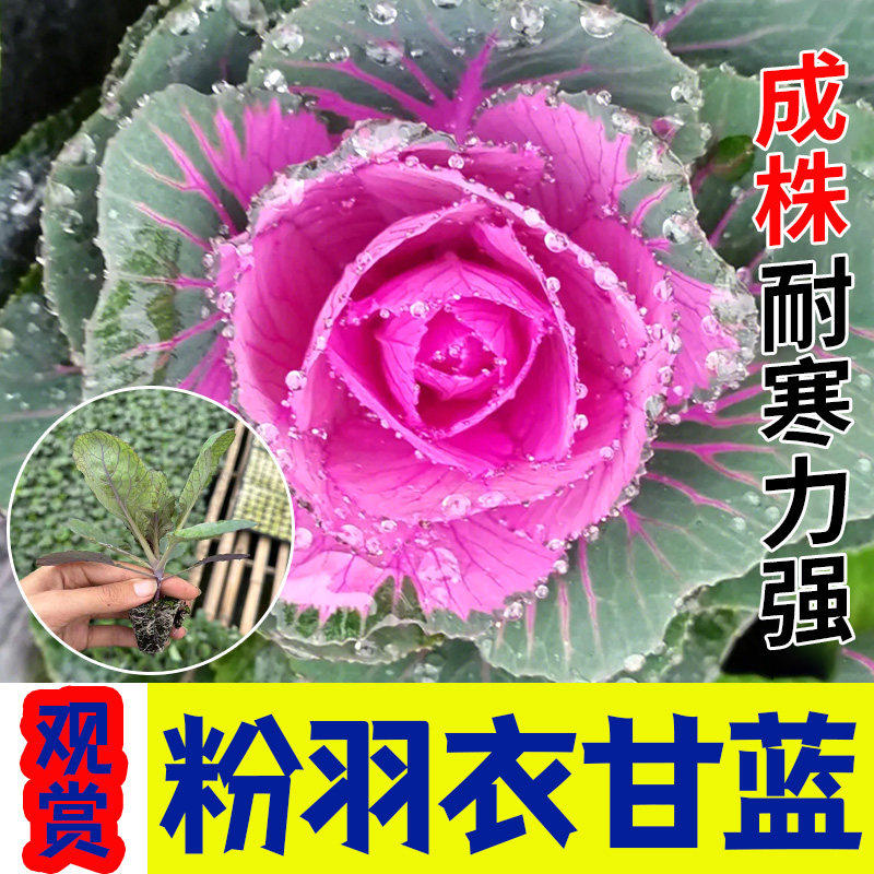 山东寿光粉羽衣甘蓝秧苗观