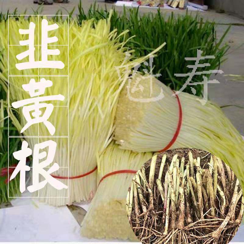 韭黄根种子籽蔬菜苗四季盆